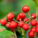 Wintergreen Berries