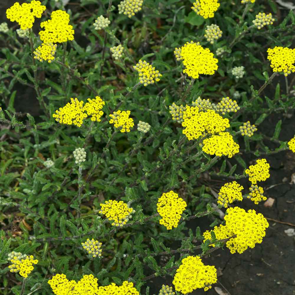 Yarrow Seeds Dwarf Ground Cover Seed