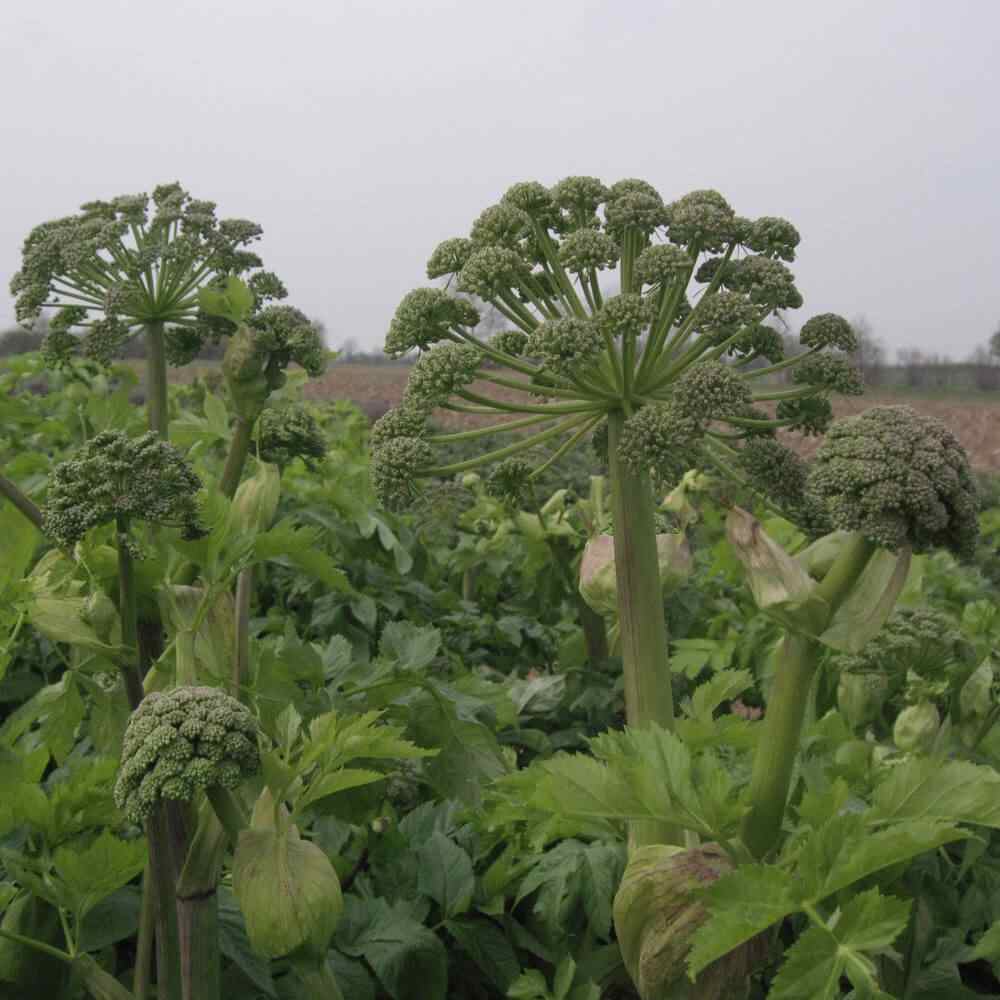 Angelica Seeds