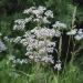 Anise Herb Plant