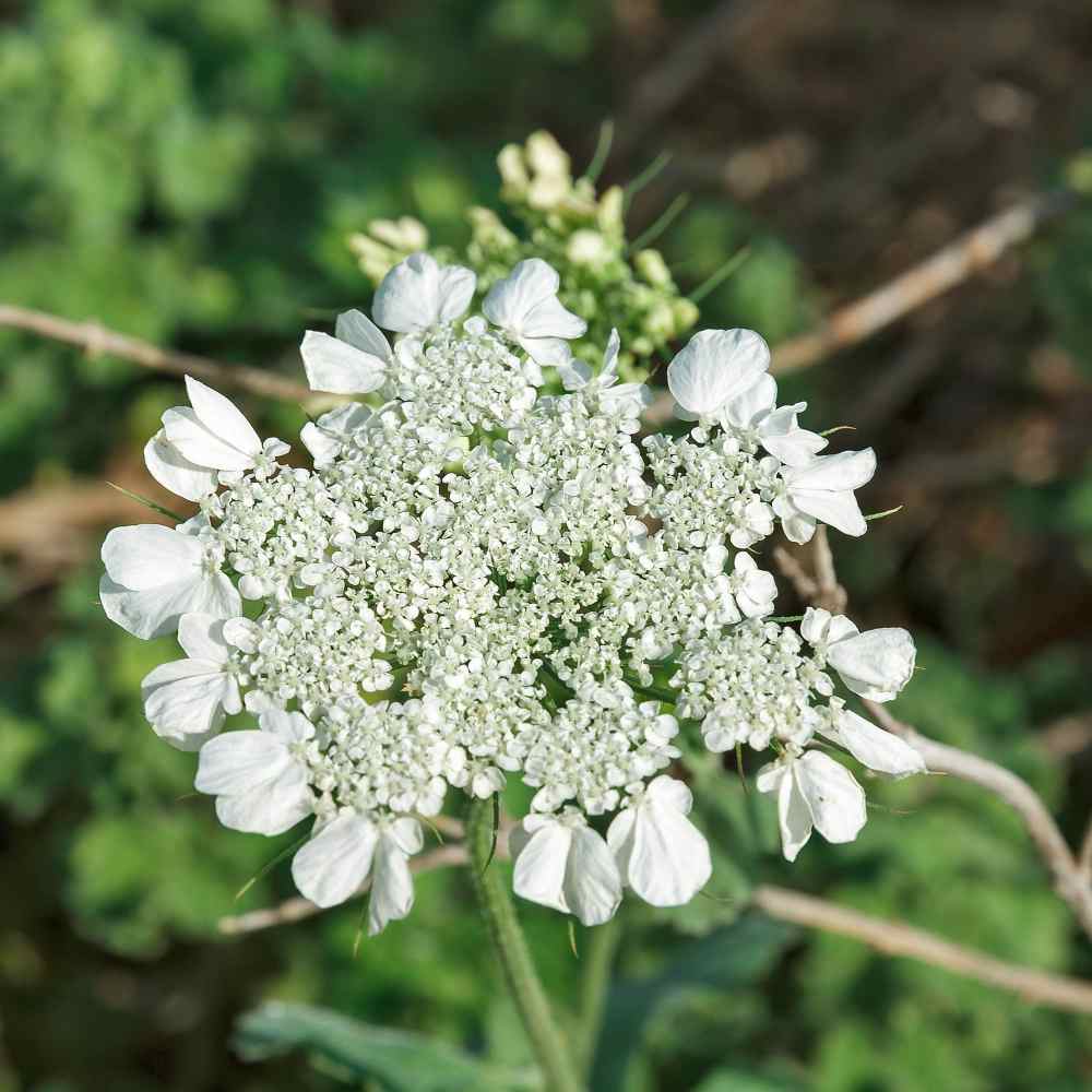 Useful Garden Herb