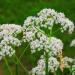 Anise Flowers