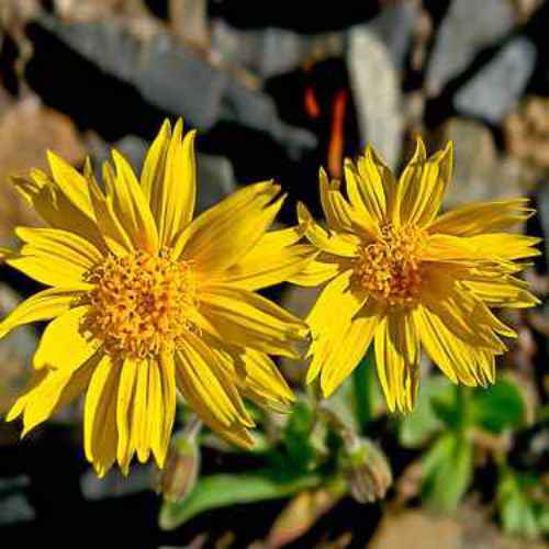 Arnica