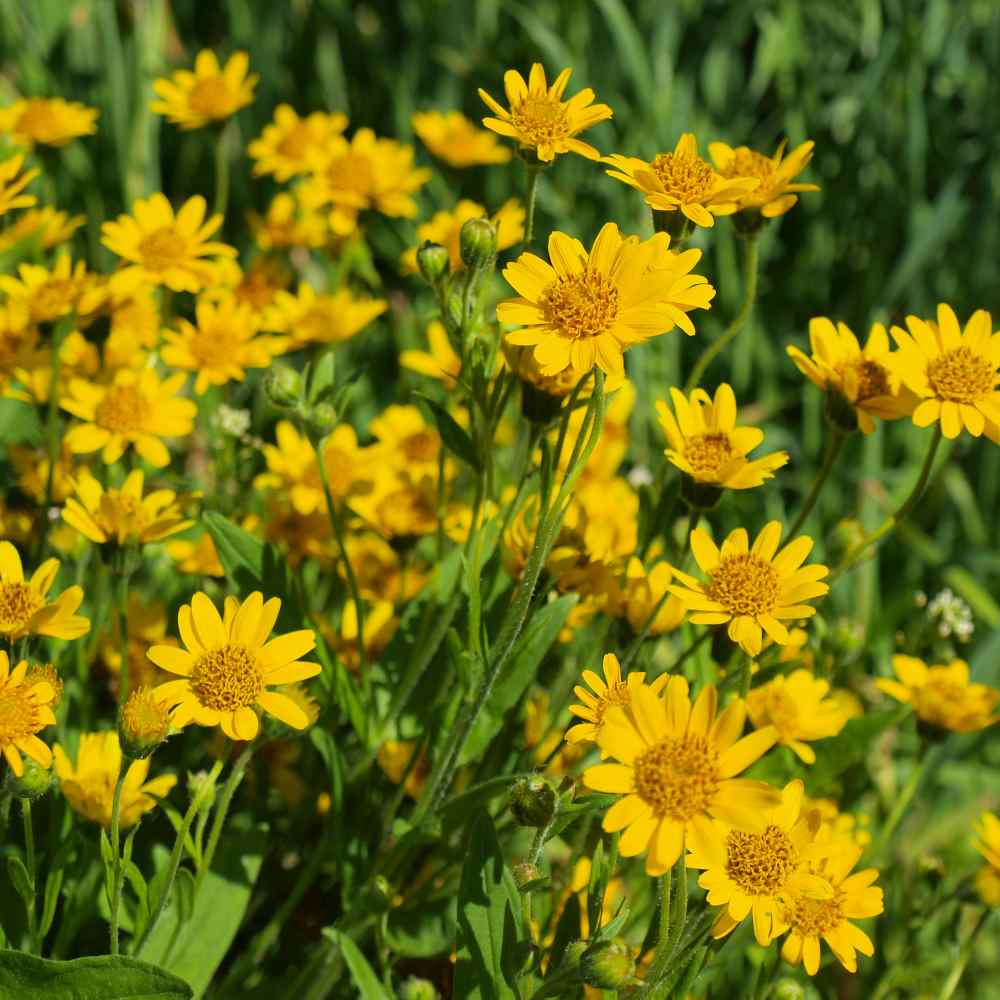 Arnica Plants For Sale, Arnica Montana