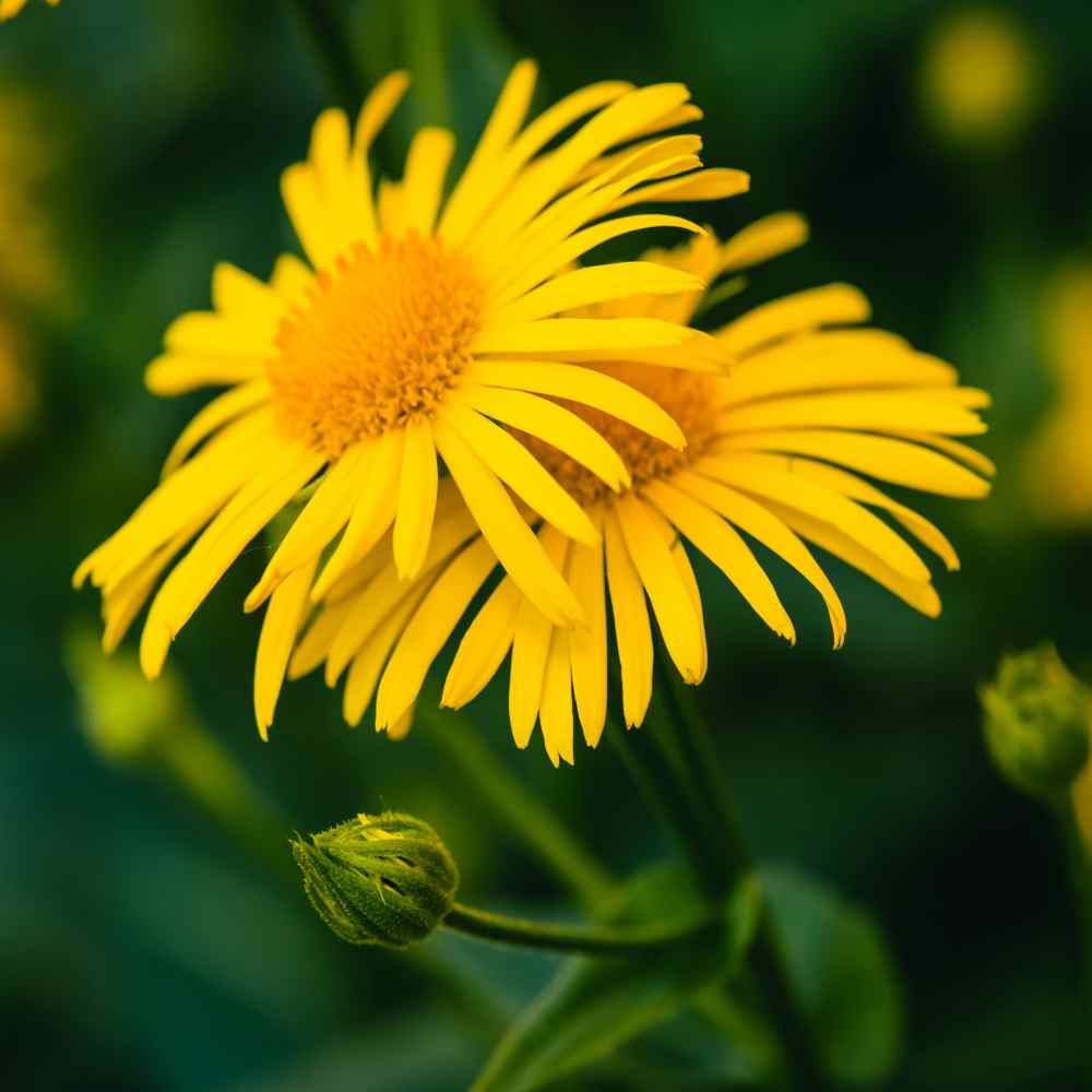 Arnica Flower