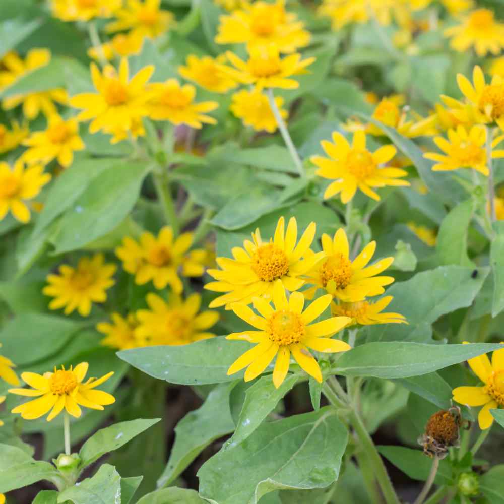 Arnica Plant