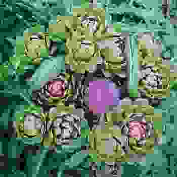 Artichoke