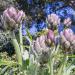 Artichoke Plant