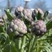 Artichoke Head