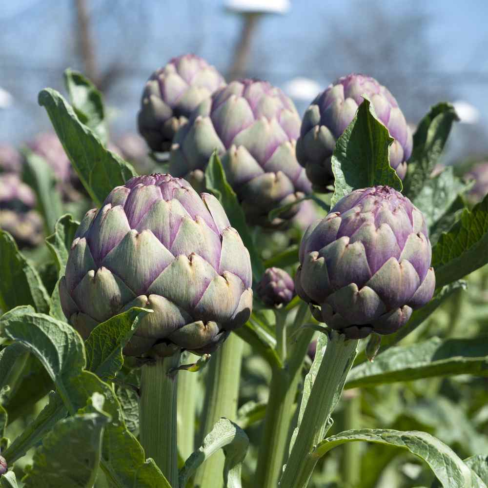 artichoke