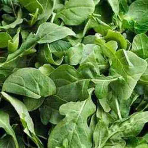 Arugula Seeds Rocket Herb Seed