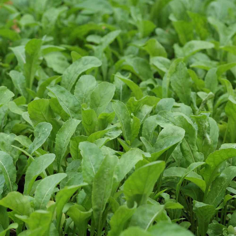 Arugula, Roquette – Northern Wildflowers