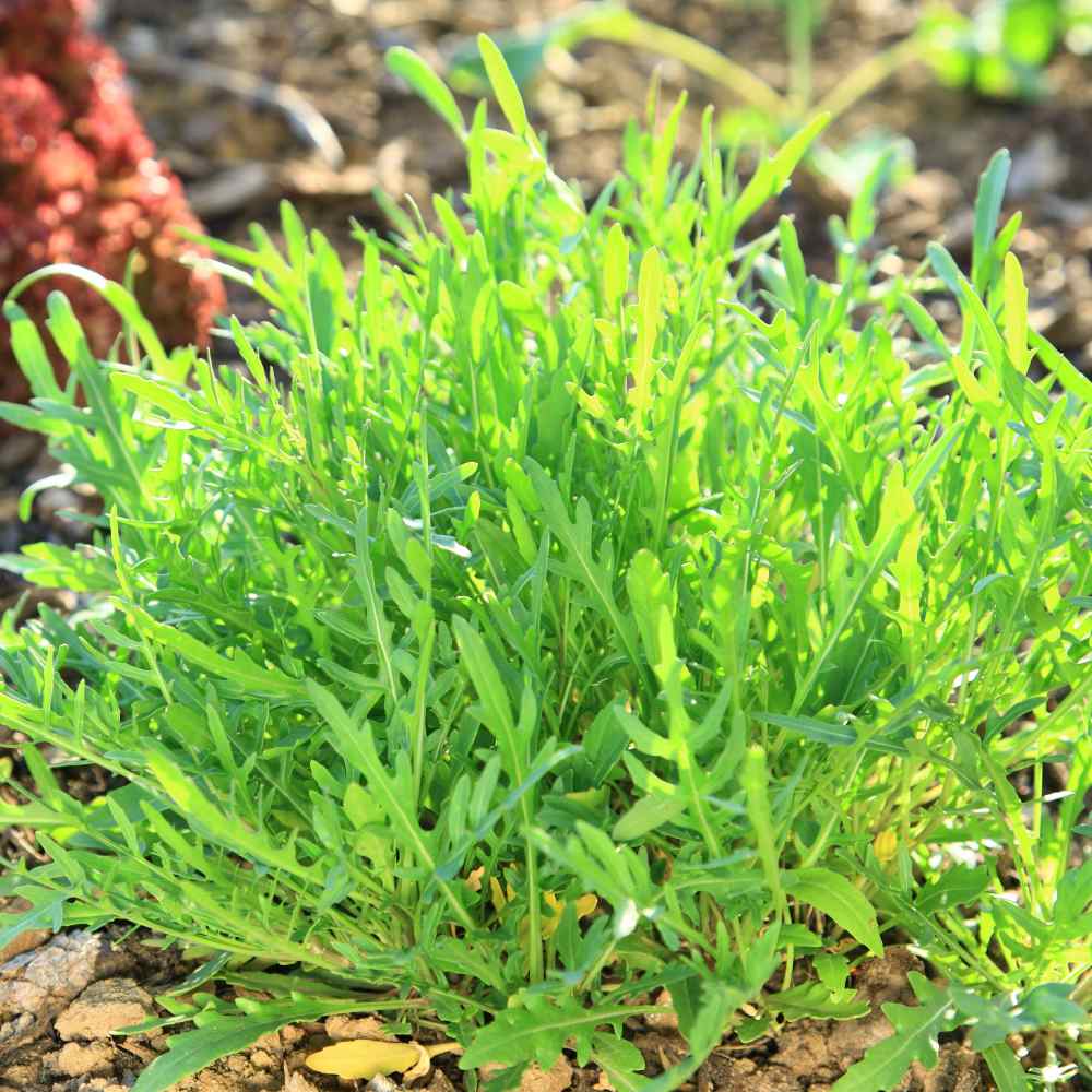 Popular Garden Herb