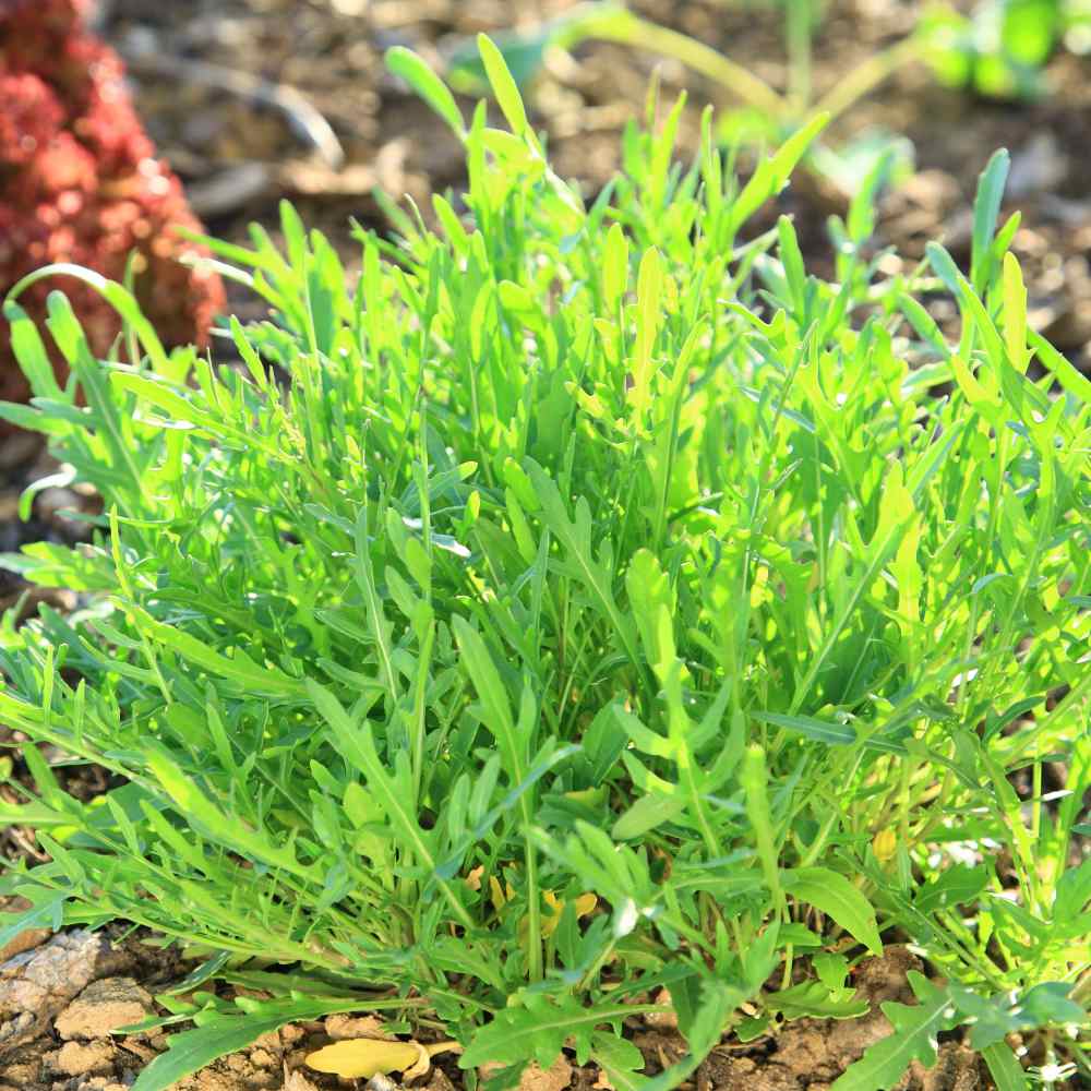 Arugula, Roquette – Northern Wildflowers