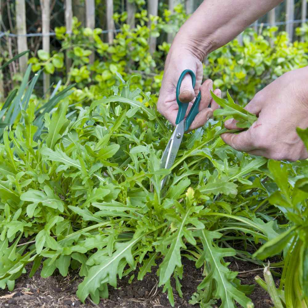 Roquette Rocky Wild Greens Seeds