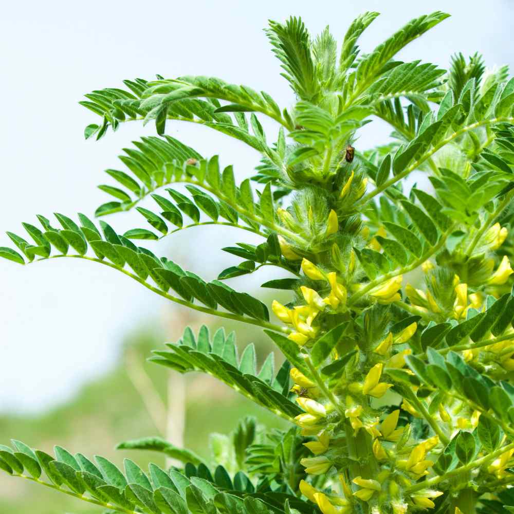 Astragalus Seeds