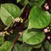 Malabar Spinach