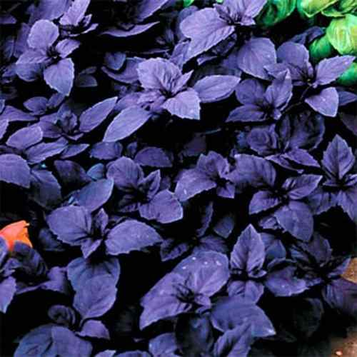 Basil Seed Dark Opal Sweet Basil Herb Seeds