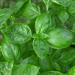 Genovese Basil