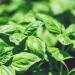 Sweet Basil Herb