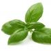 Sweet Basil Herb Plant