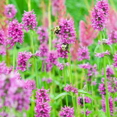 Attractive Garden Herb!