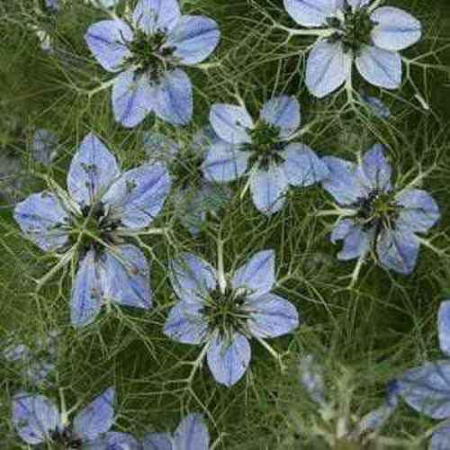 Black Cumin