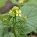 black mustard plant