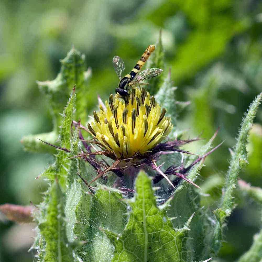 Useful Garden Herb