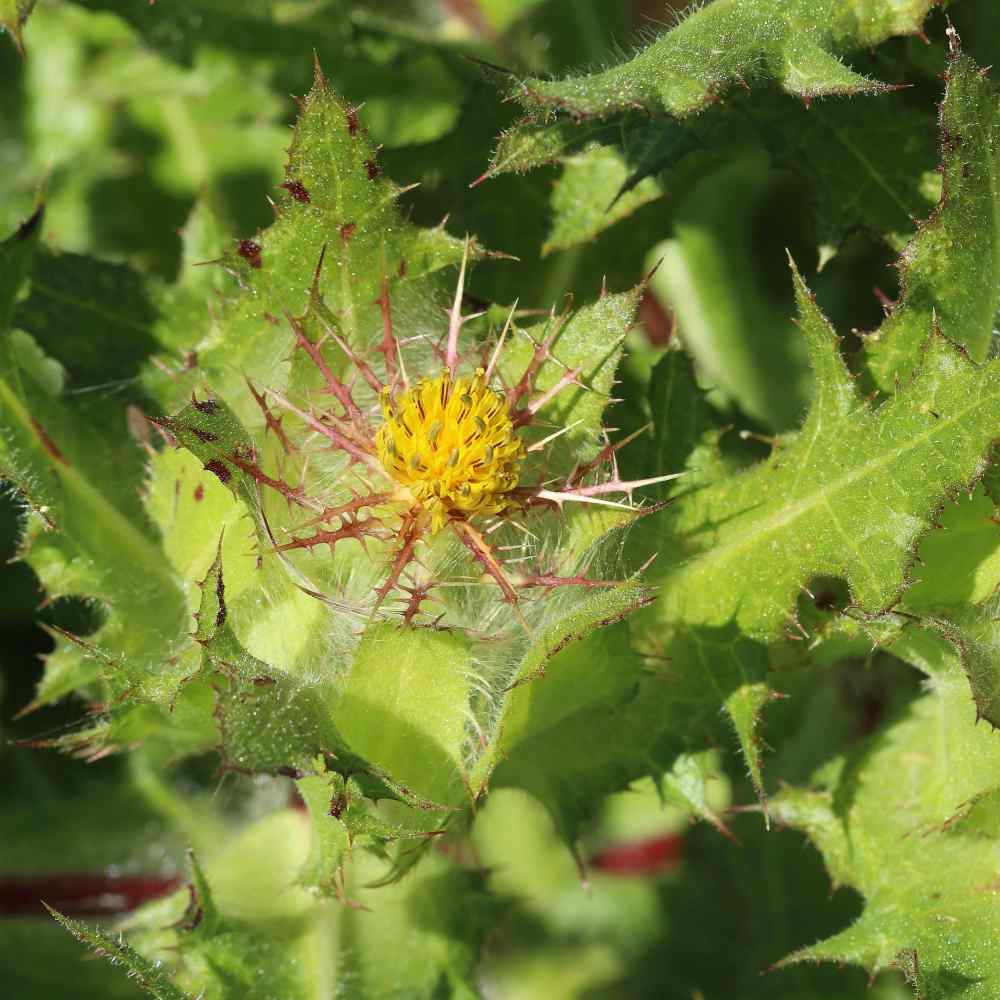 Blessed Thistle Herb Plant