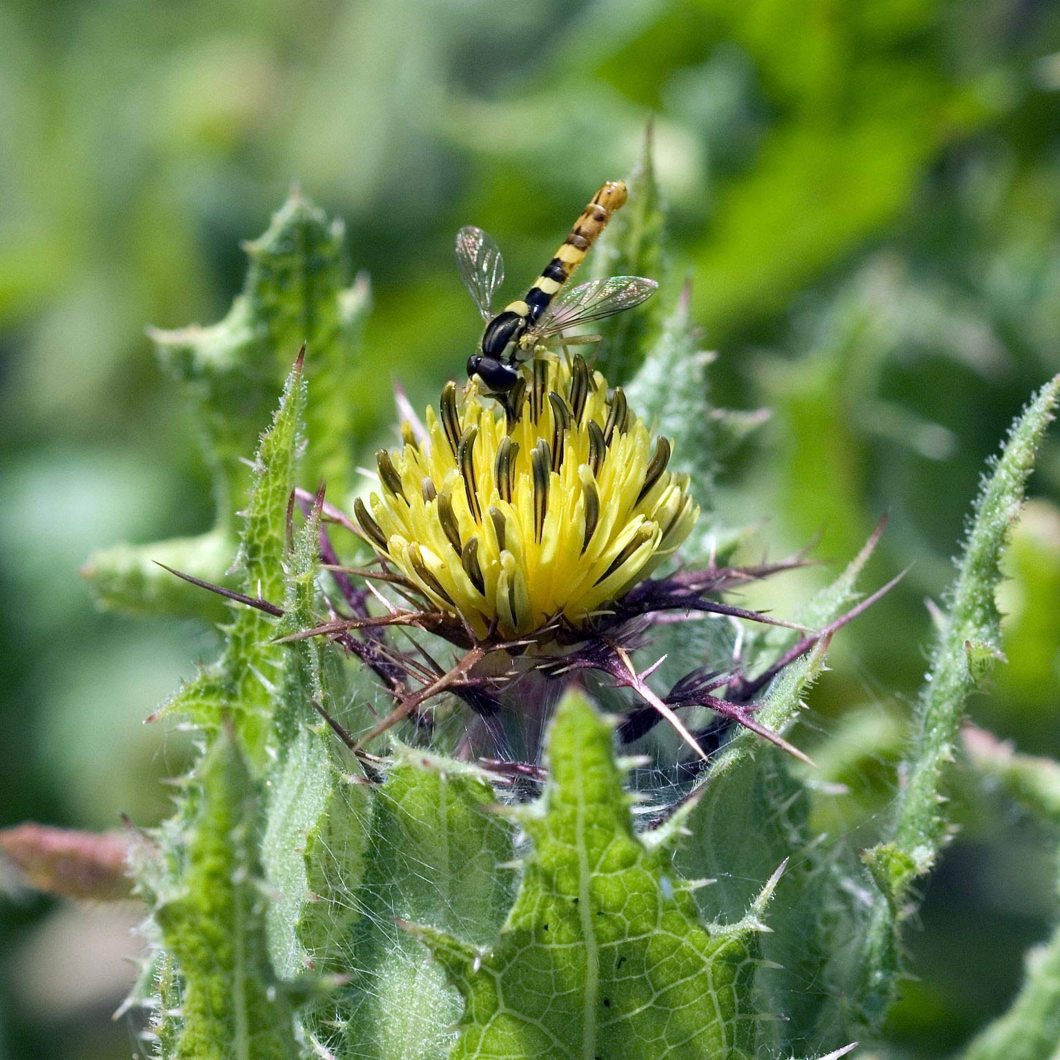 Blessed Thistle Plant Seed