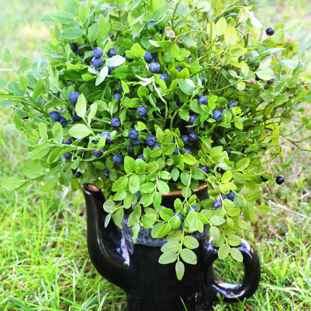 Northern Highbush Blueberry Fruit Seeds