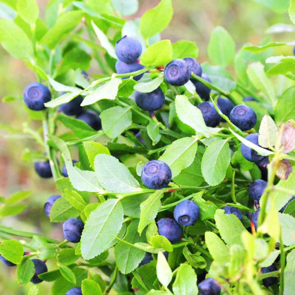 Blueberry Plant Seeds