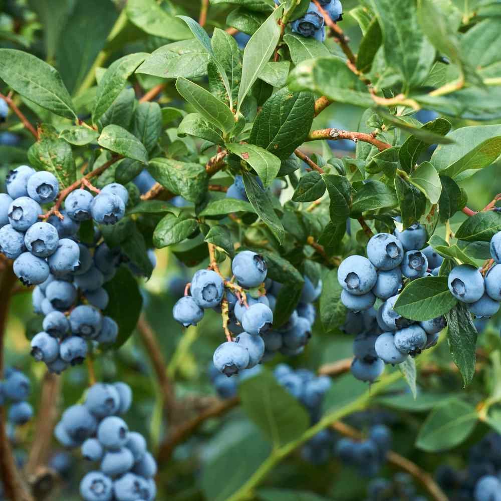 Blueberry Cluster