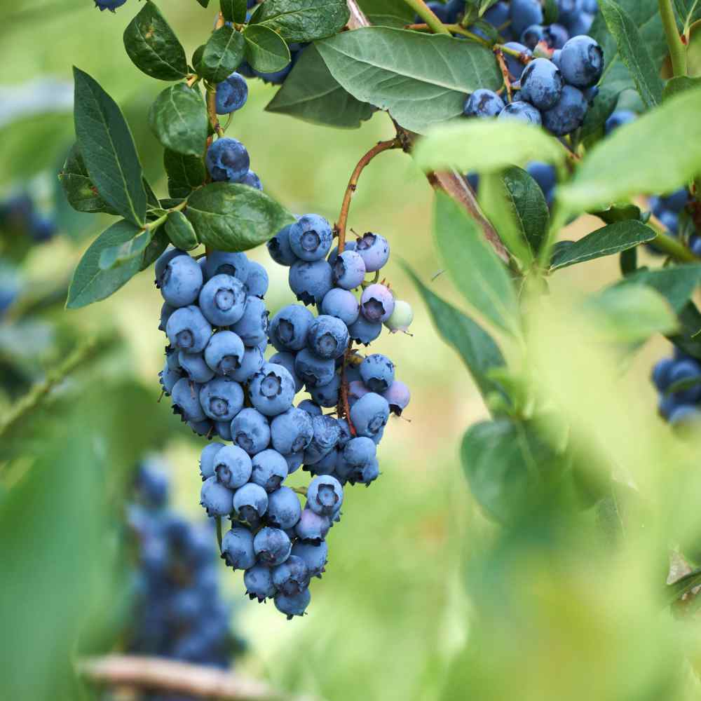Blueberry Vaccinium Fruit Plants