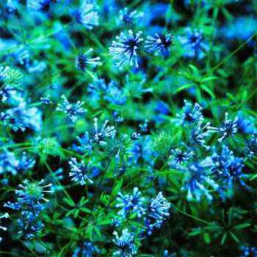 Blue Woodruff