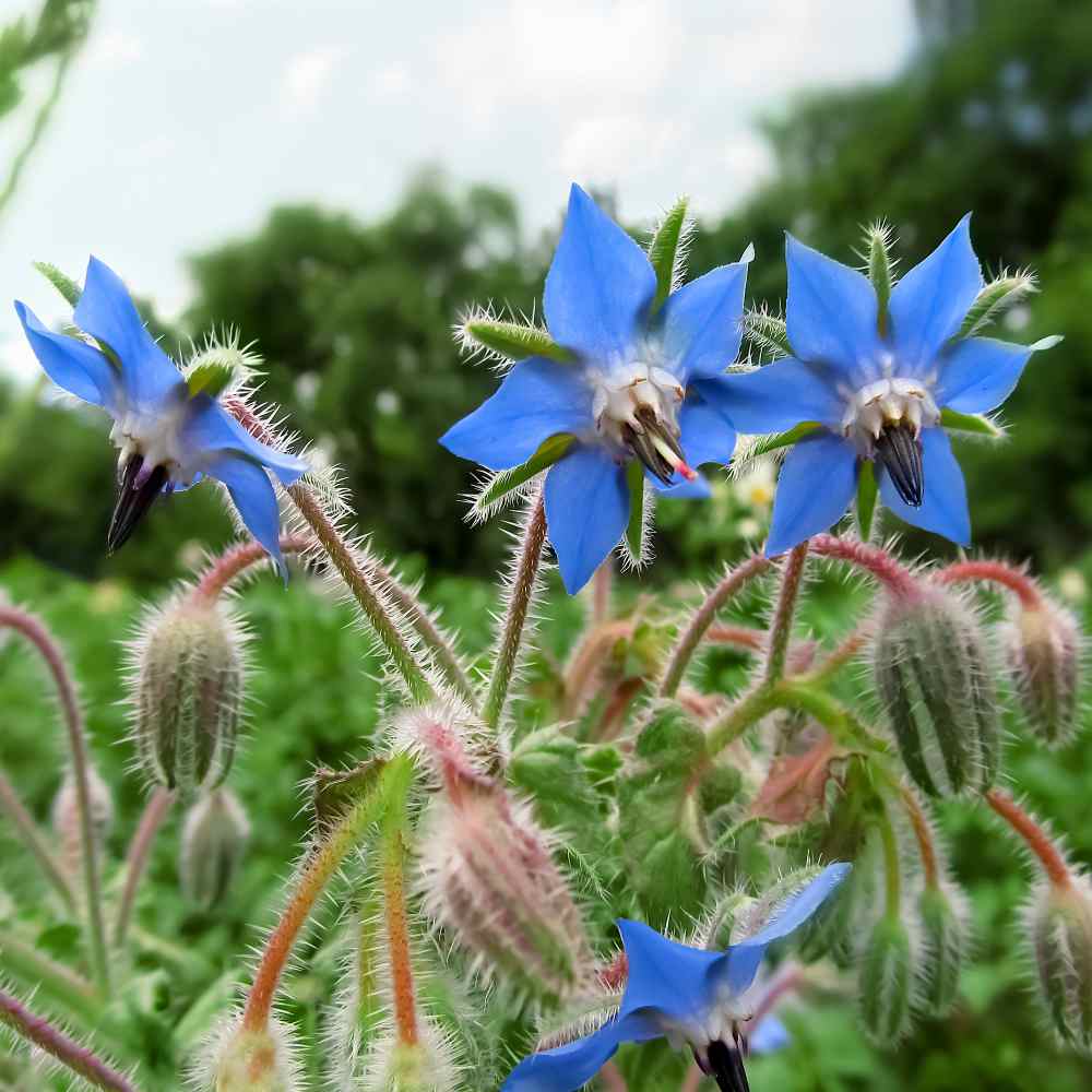 Details about   100 BLUE STAR BORAGE Borago Officinalis Edible Flowers Herb Flower Seeds 