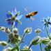 Blue Borage