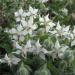 Borage White Herb Seed