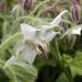 White Borage Flower