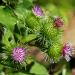 Burdock Arctium Lappa