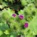 Burdock Flower