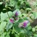 Burdock Herb