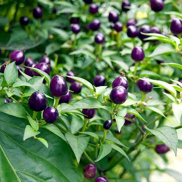 Capsicum Ornamental Pepper Filius Blue Plants