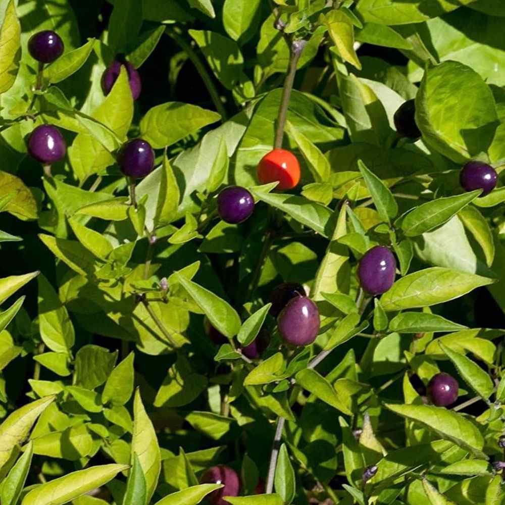 blue capsicum flowers