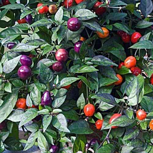 Capsicum Filius Blue Seeds