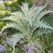 Cardoon Flowers