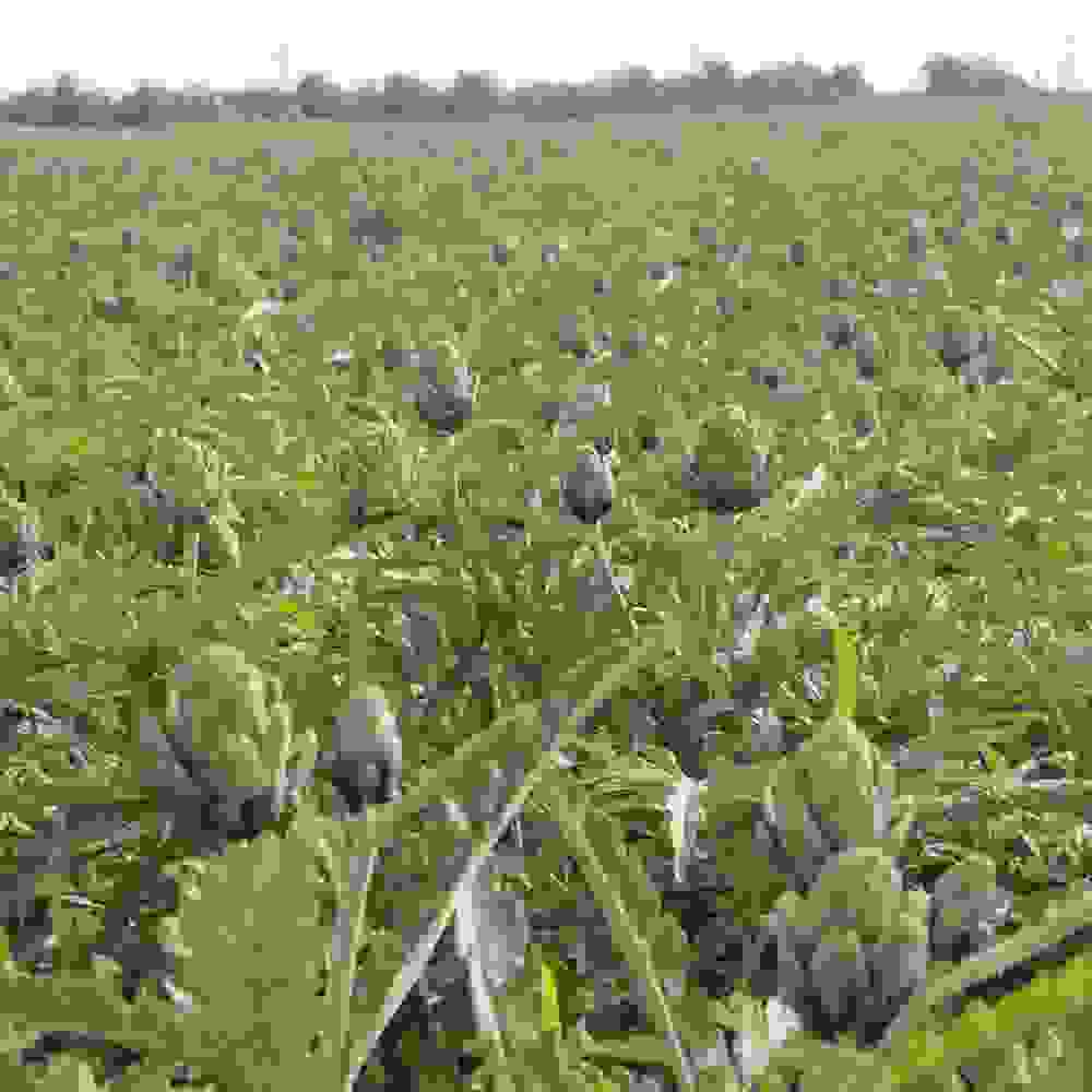 Cardoon Artichoke Thistle