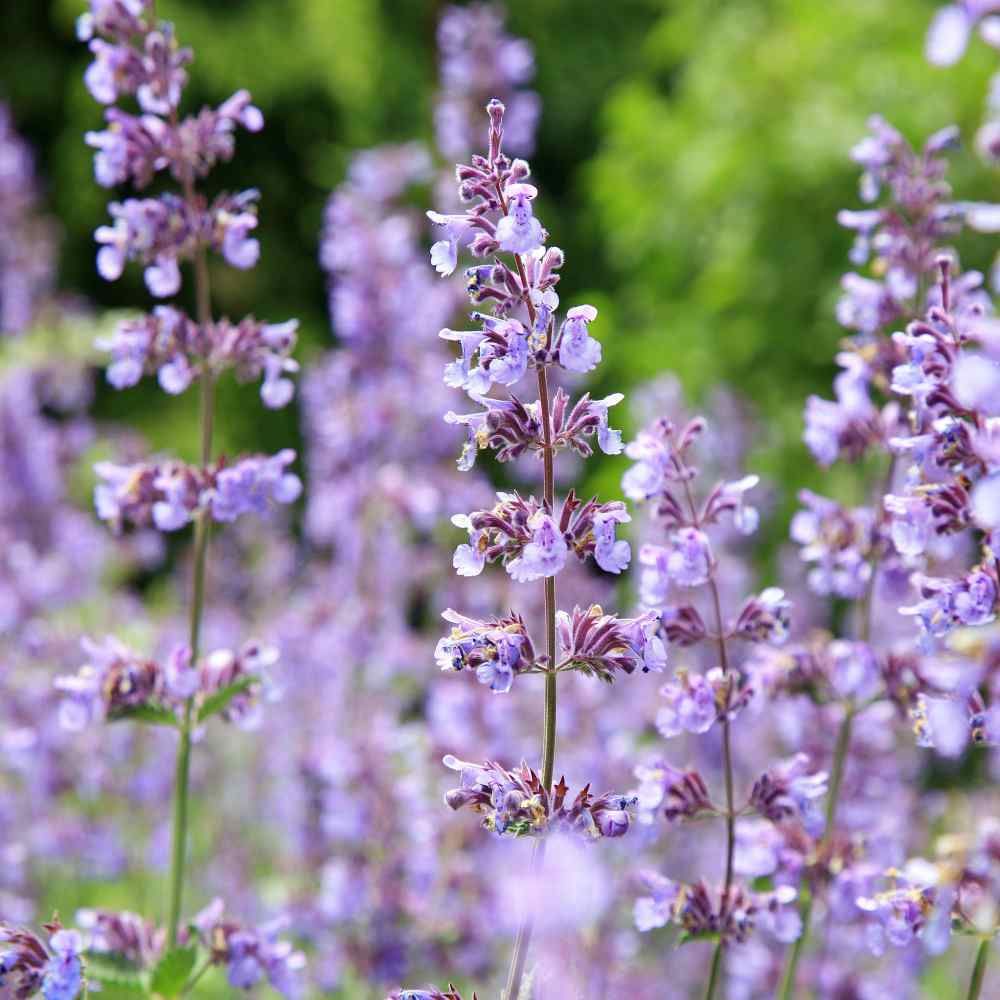 Nepeta Cataria Catnip Xeriscape Herb Garden Seeds