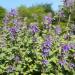 Catnip Herb Plants